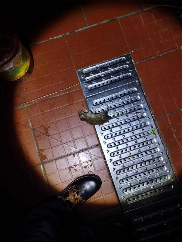 灭鼠