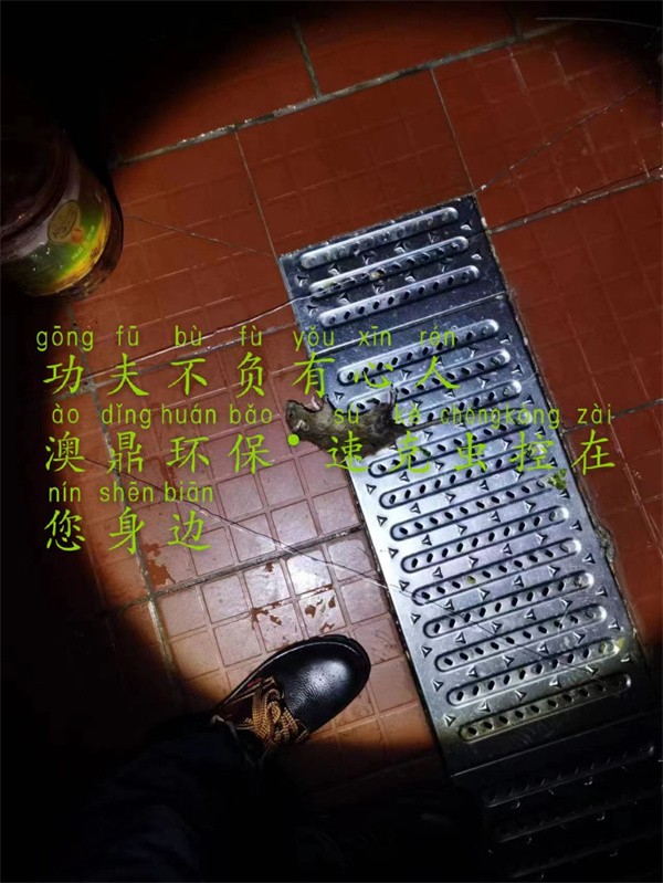 灭鼠